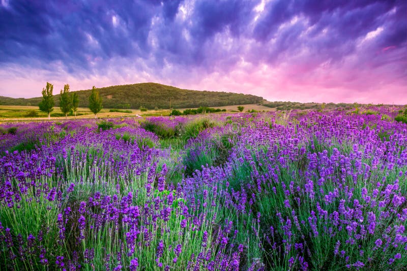 Atardecer través de verano lavanda en, Éste hacer imagen de alto rango dinámico.