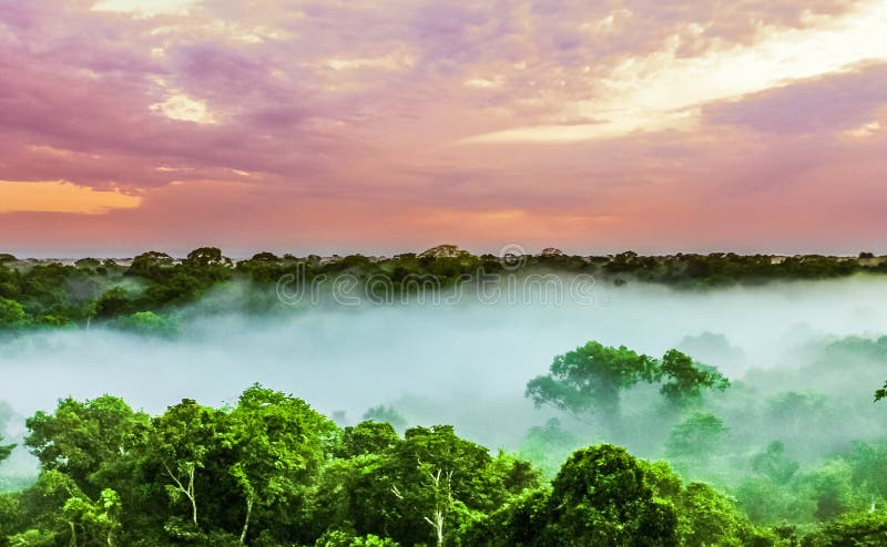 Sunset over the trees in the brazilian rainforest of Amazonas royalty free stock photos Sunset over the trees in the brazilian rainforest of Amazonas royalty free stock photos