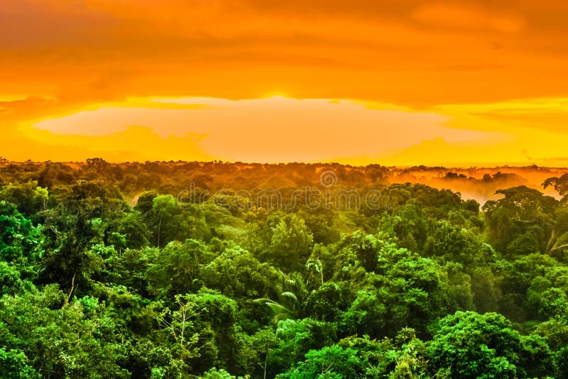 Sunset over the trees of the rain forest in Brazil stock photography Sunset over the trees of the rain forest in Brazil stock photography