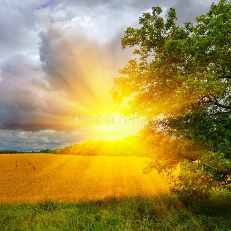 Sunset over a wheat field