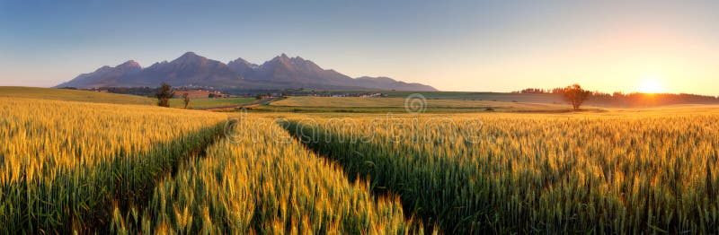 Sunset over wheat field with path in Slovakia Tatra mountain