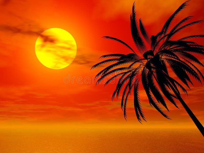 Sunset Palm