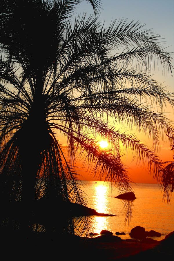 Sunset through a palm tree
