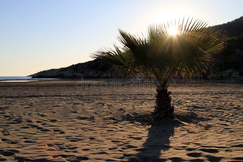 Sunset and palm tree