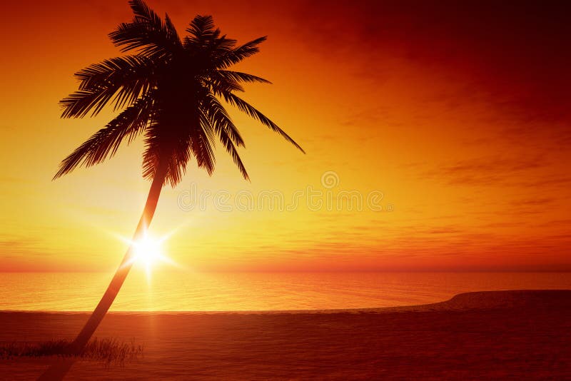 Sunset palm tree