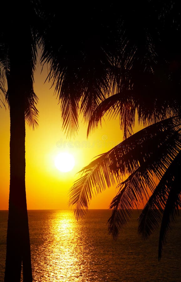 Sunset and palms