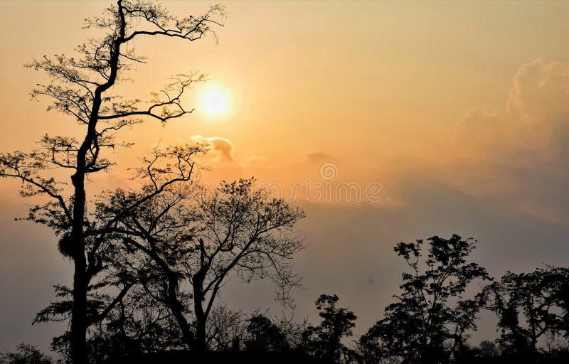 Sunset Photo at Tea Garden . Stock Photo Image of wallpaper, dawn