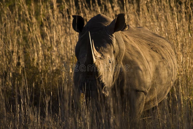 Sunset Rhino