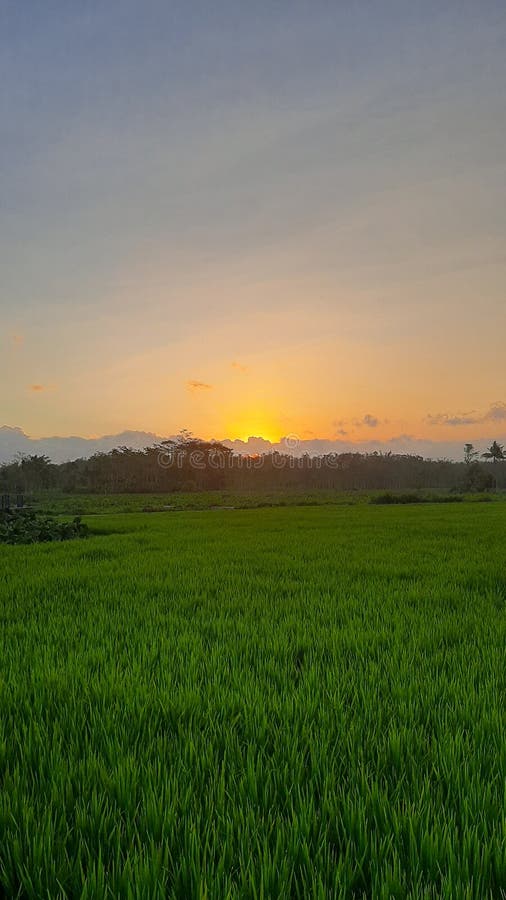 Sunset From The Rice Field Stock Image Image Of Sunlight 223517789