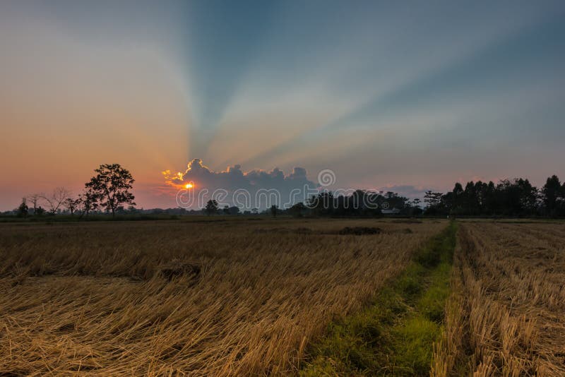 Sunset In The Rice Fields Harvested Stock Photo Image Of Asian