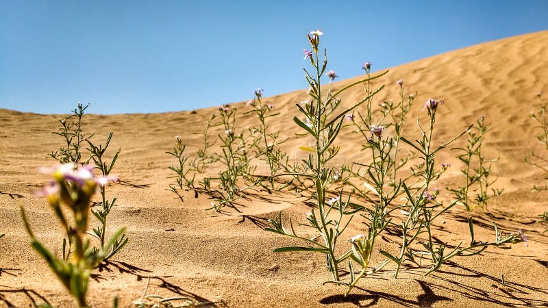 Sunset on sahara desert sand dunes with grass and flowers in morocco stock images Sunset on sahara desert sand dunes with grass and flowers in morocco stock images