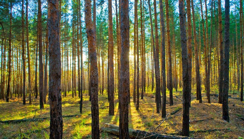 Sunset in Scots Pine forest