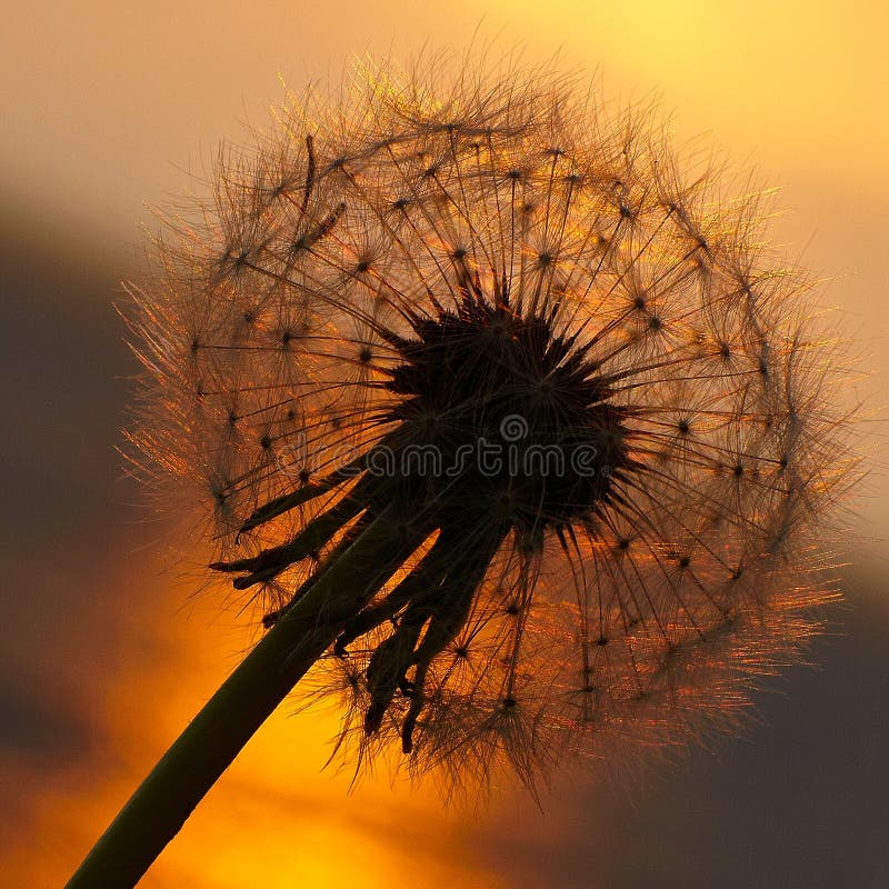 Sunset at sea, the sun sets over the horizon. Dandelion bathed in golden sunlight, the sun`s rays are reflected in the water. Stones are painted in gold royalty free stock image Sunset at sea, the sun sets over the horizon. Dandelion bathed in golden sunlight, the sun`s rays are reflected in the water. Stones are painted in gold royalty free stock image