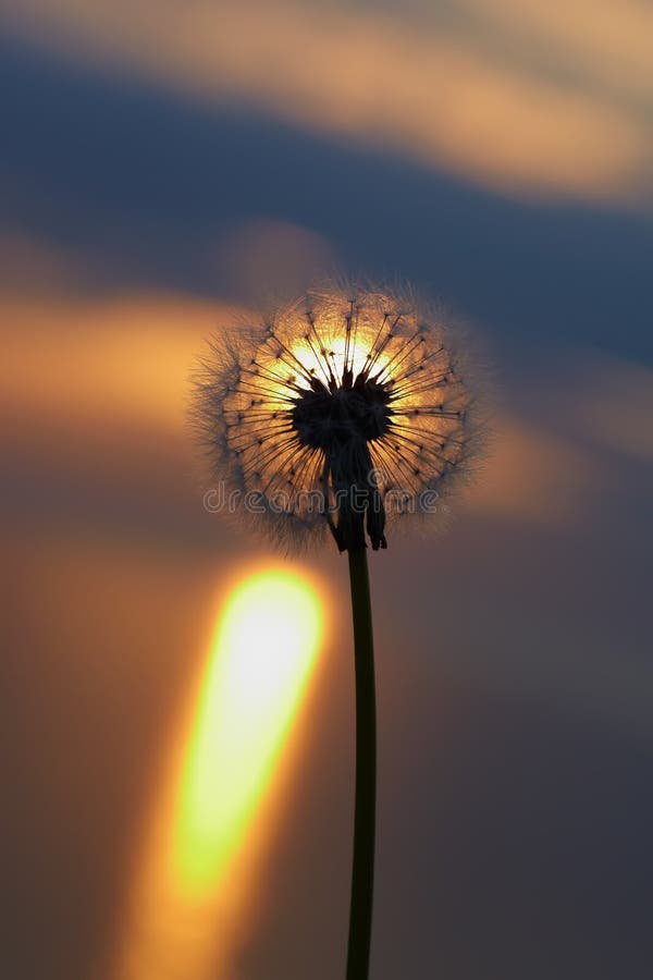 Sunset at sea, the sun sets over the horizon. Dandelion bathed in golden sunlight, the sun`s rays are reflected in the water. Stones are painted in gold royalty free stock photography Sunset at sea, the sun sets over the horizon. Dandelion bathed in golden sunlight, the sun`s rays are reflected in the water. Stones are painted in gold royalty free stock photography