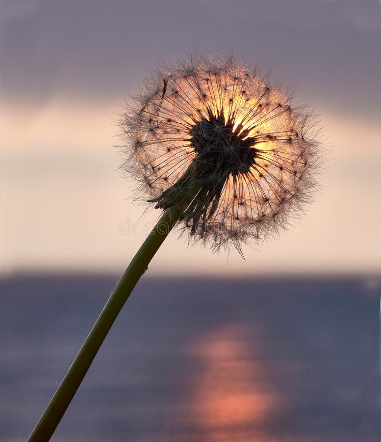 Sunset at sea, the sun sets over the horizon. Dandelion bathed in golden sunlight, the sun`s rays are reflected in the water. Stones are painted in gold royalty free stock photography Sunset at sea, the sun sets over the horizon. Dandelion bathed in golden sunlight, the sun`s rays are reflected in the water. Stones are painted in gold royalty free stock photography