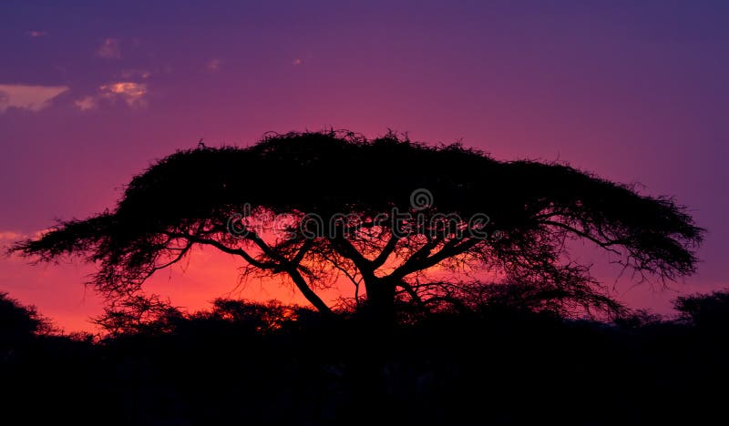 Západ slnka v agát strom, tanzánia,.