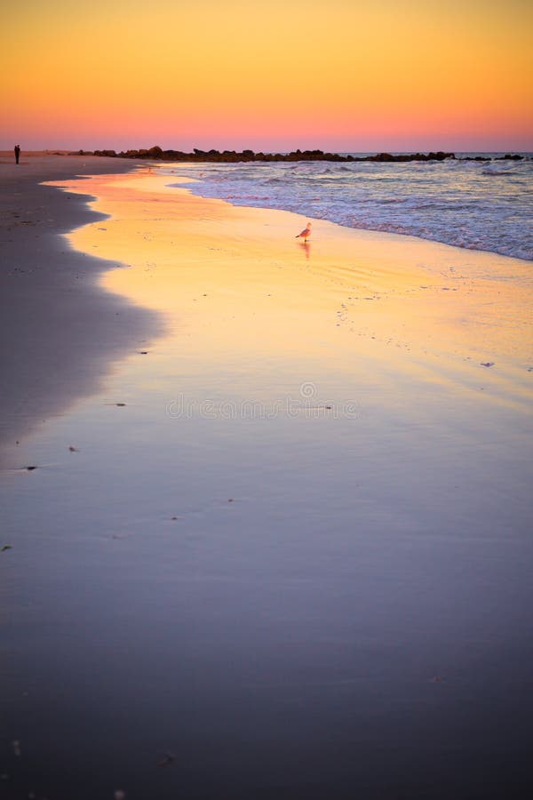 Shoreline at beach at sunset with seagull in the distance. Shoreline at beach at sunset with seagull in the distance