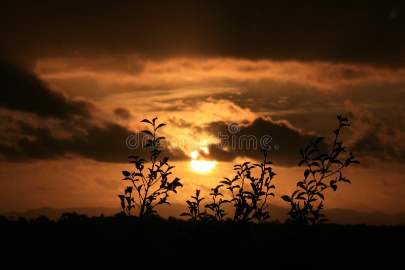 Sunset silhouette of