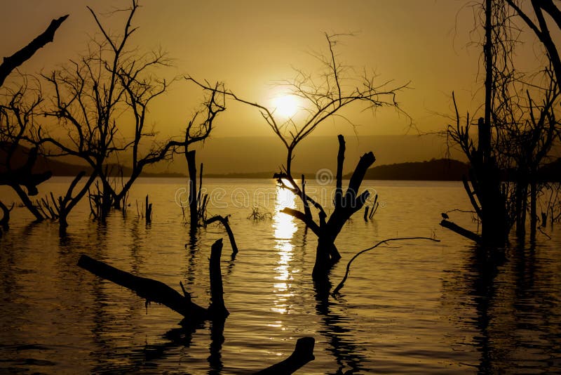 Sunset Silhouette of Trees in Water of a Lake Stock Image - Image of ...