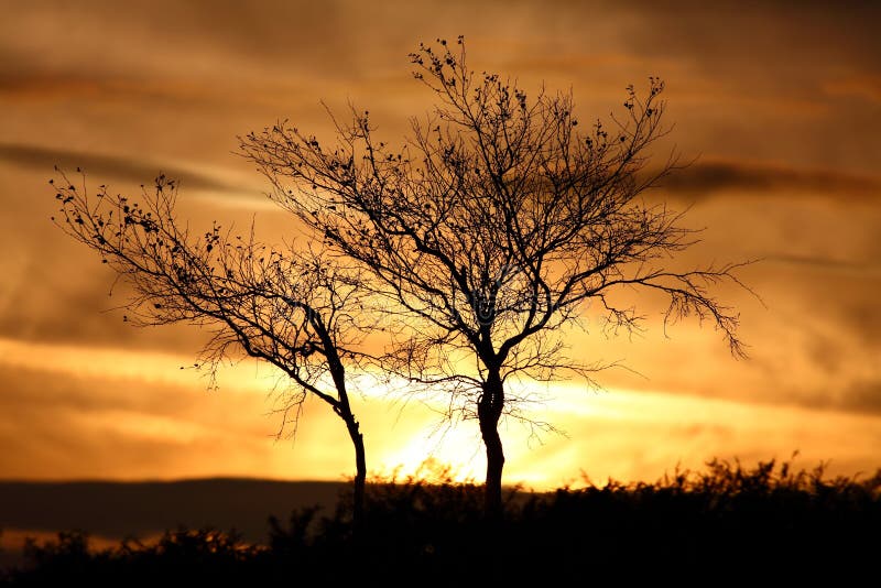 Sunset silhouette Winter tree