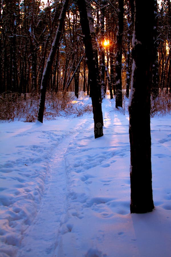 Sunset in a snowy forest, a path in the snow and the rays of the sun through the branches of trees, selective focus