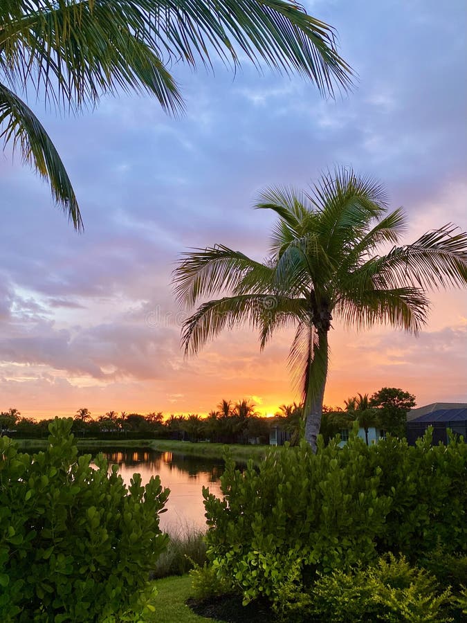 Sunset in Southwest Florida with Palm Trees Stock Image Image of