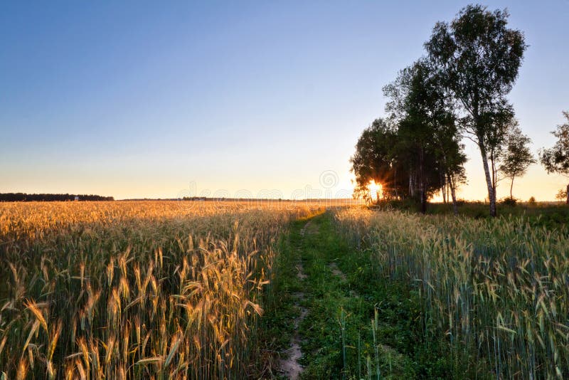Sunset in summer field stock photography