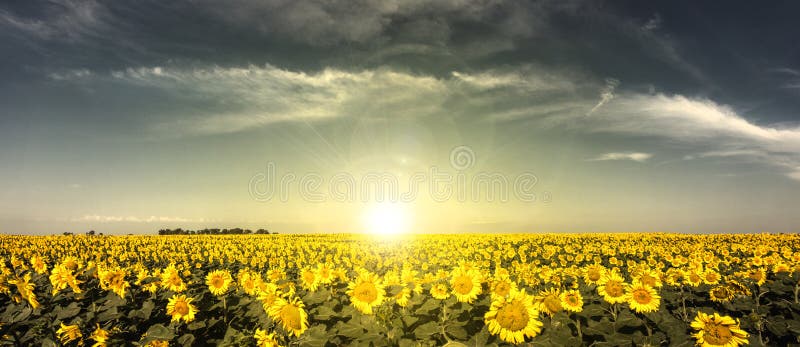 Sunset Sunflowers stock image Sunset Sunflowers stock image