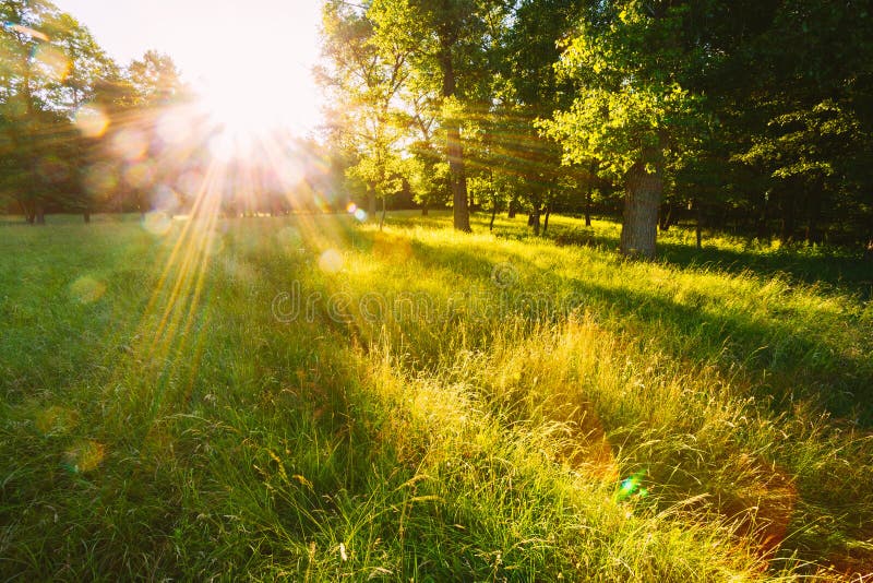 576,959 Sunrise Forest Stock Photos - Free & Royalty-Free Stock Photos from  Dreamstime