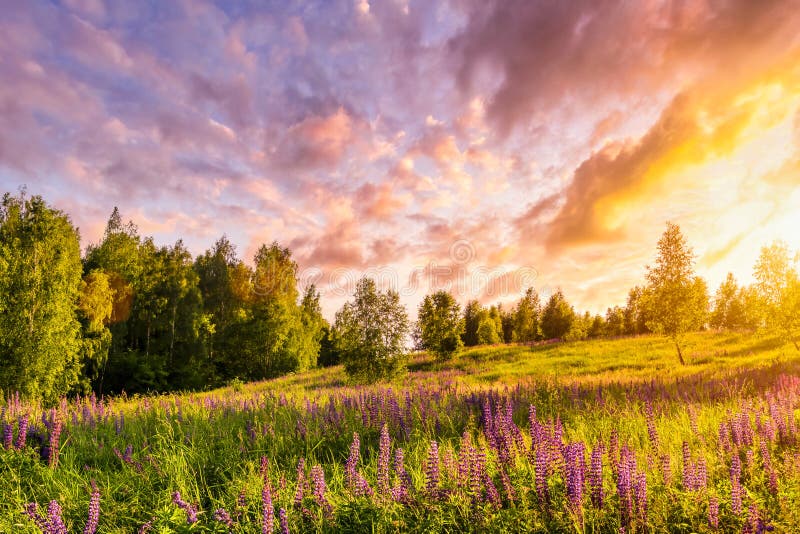 Sunset Or Sunrise On A Hill With Purple Wild Lupines And Wildflowers