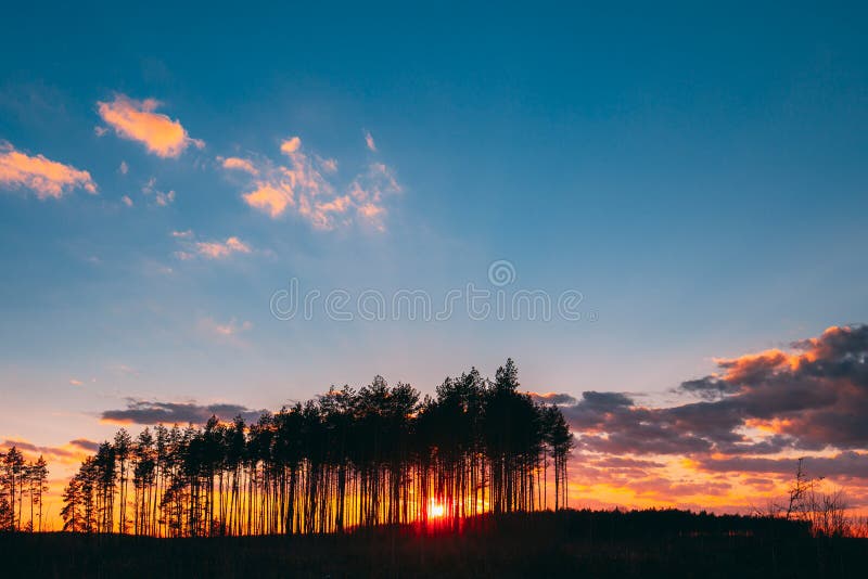 Sunset Sunrise In Pine Forest Sun Sunshine In Sunny Spring Conifers Forest Sunlight Rays Brillan A Través De Los Bosques En foto de archivo libre de regalías Sunset Sunrise In Pine Forest Sun Sunshine In Sunny Spring Conifers Forest Sunlight Rays Brillan A Través De Los Bosques En foto de archivo libre de regalías