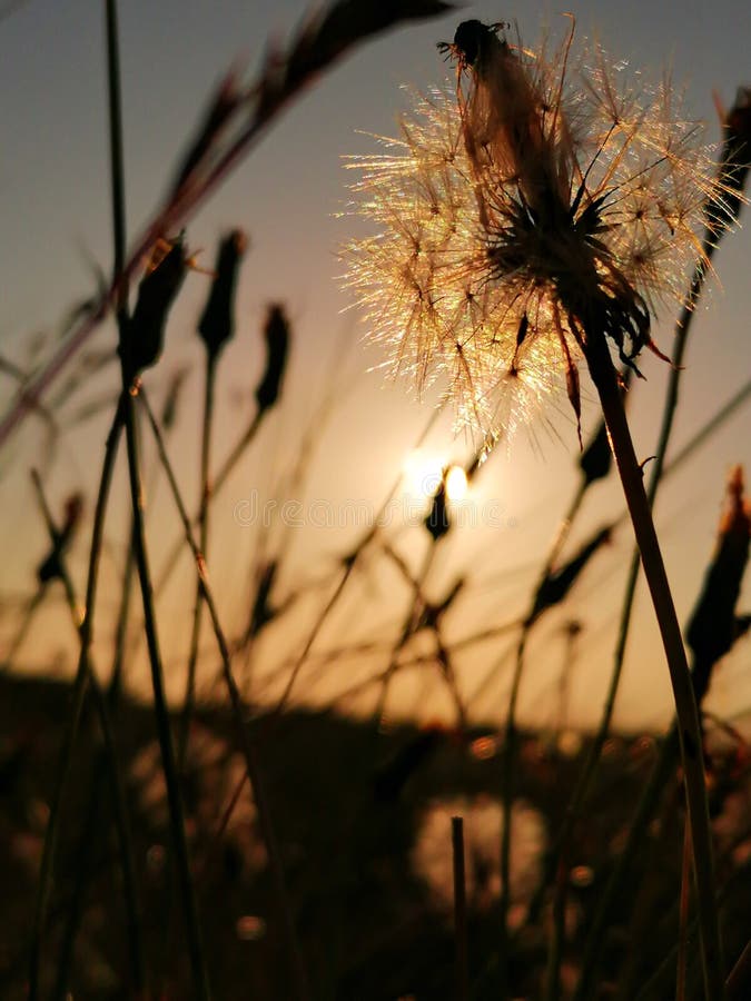 Sunset Time Dublin Stock Image Image Of Leaf Nature 232429919 sunset-time-dublin-stock-image-image-of-leaf-nature-232429919