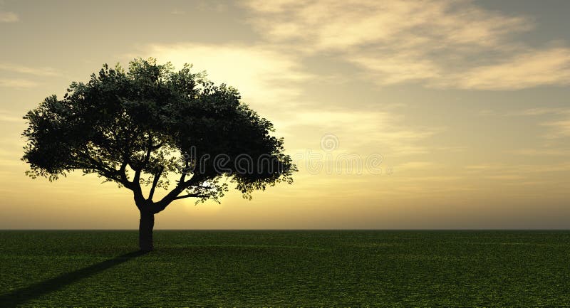 Sunset tree