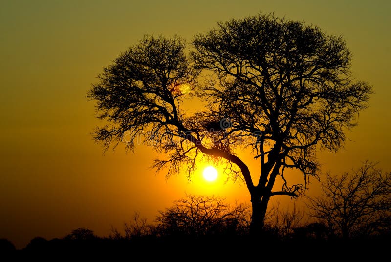 Sunset with tree