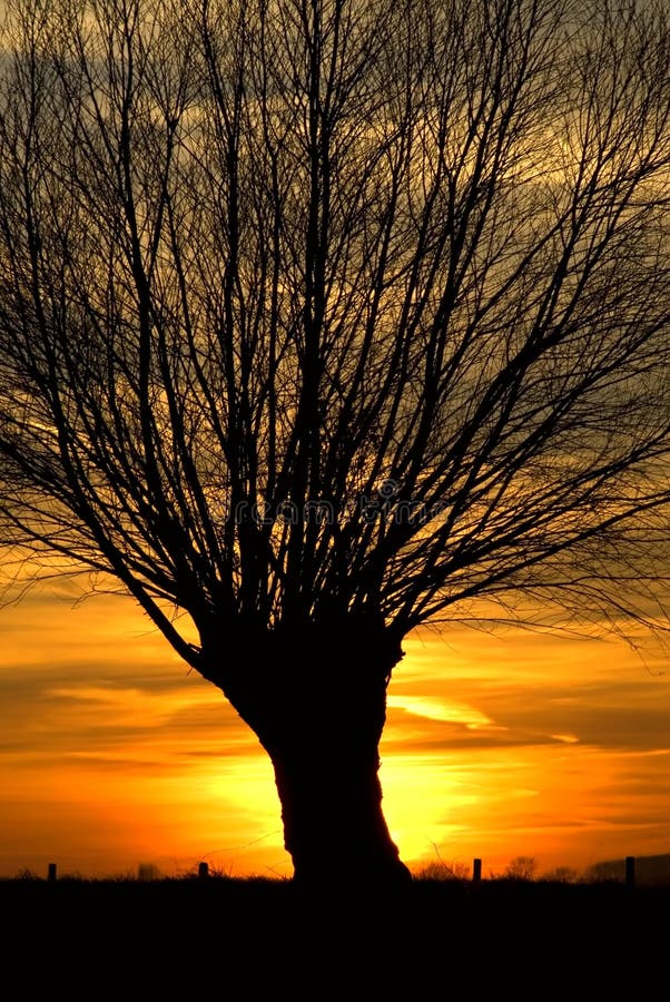 Sunset with trees