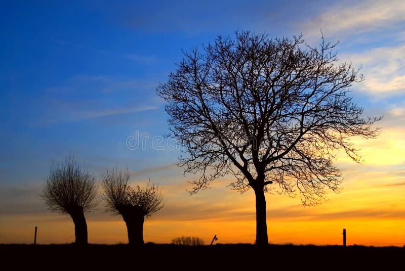 Sunset with trees