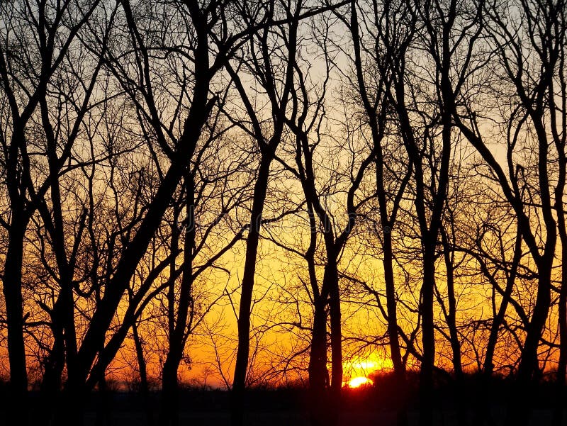 Sunset and Trees