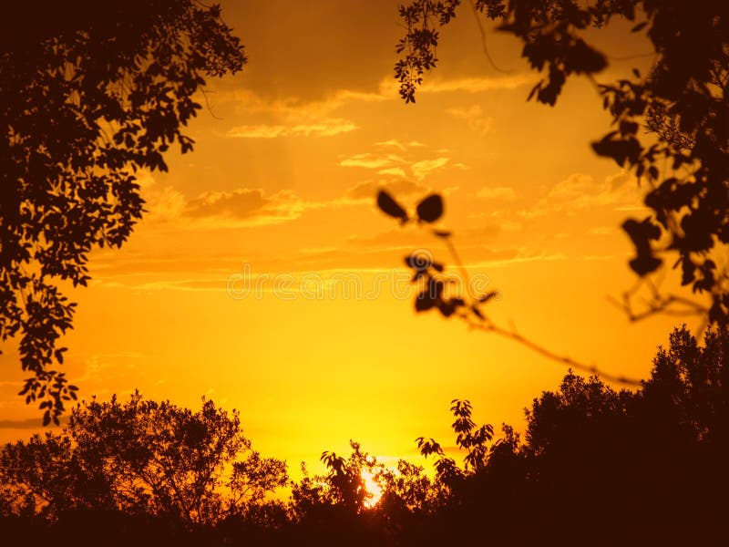 Sunset through the trees