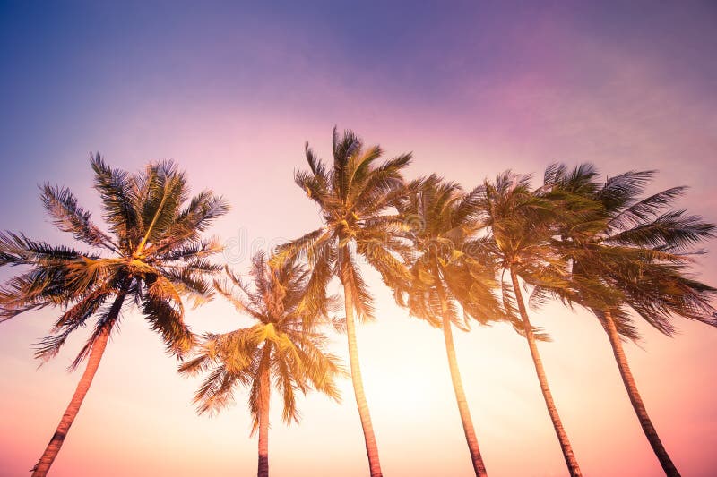 Sunset at tropics with palm trees