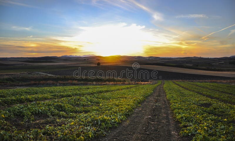 Sunset - Via No Campo Das Flores - Marsala - Sicília Imagem de Stock -  Imagem de flor, bonito: 162037091