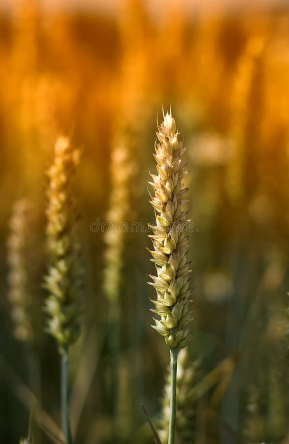 Sunset wheat