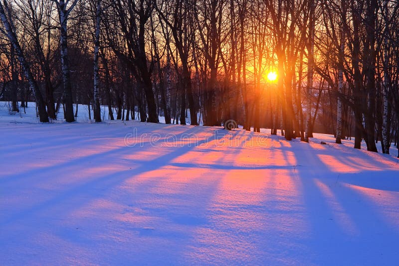 Sunset in a winter forest