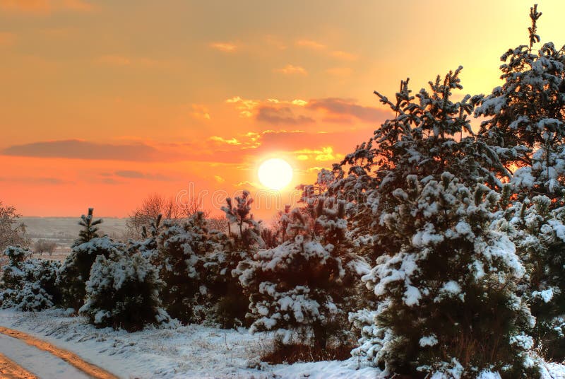 Sunset in winter forest