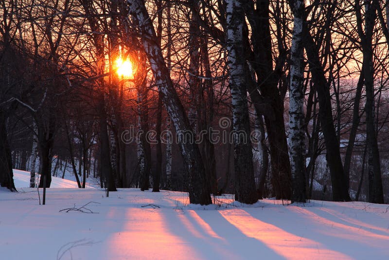 Sunset in winter forest