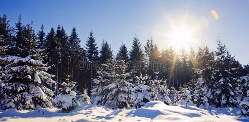 Sunset in winter forest. Winter fir trees in german forest .