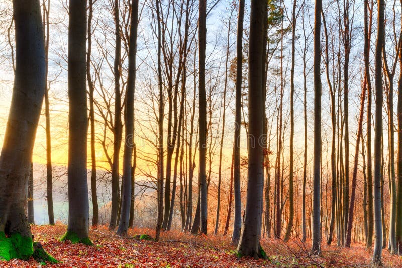 Sunset Winter Forest