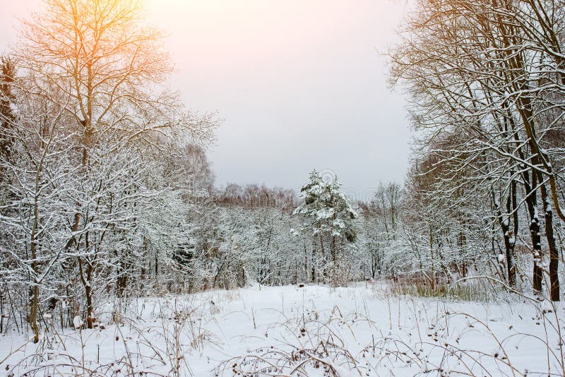 Sunset in the wood between the trees strains in winter period royalty free stock image Sunset in the wood between the trees strains in winter period royalty free stock image