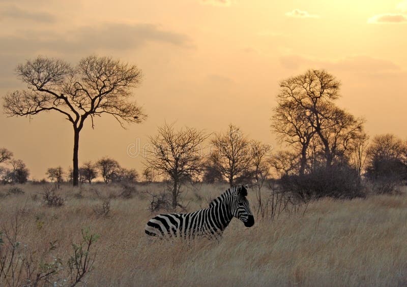 Sunset with Zebra in Africa