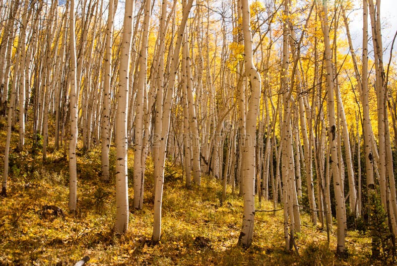 Sunshine on Aspen glade