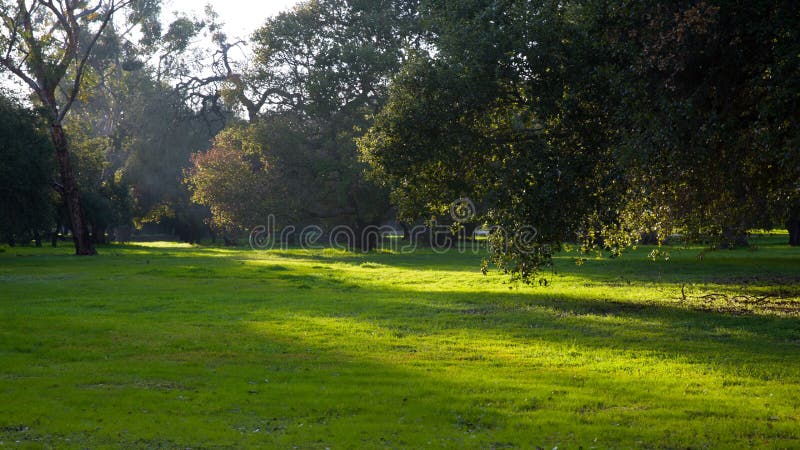 Sunshine on the green land in a park